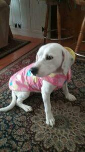 Happy Tail: Holly 1