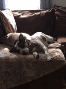 Happy Tail: Eddie 1