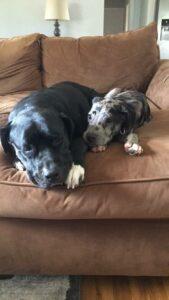 Happy Tail: Finn (formerly Chevy Oil) 1