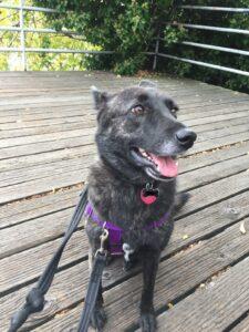 Happy Tail: Luna 3