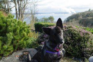 Happy Tail: Luna 6 Happy Tail: Luna 5