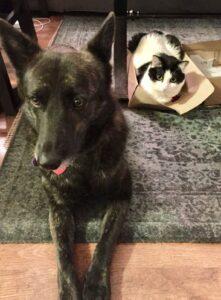 Happy Tail: Luna 1