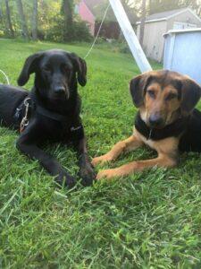 Jinx and Luna (formerly Dina and Joe) 3