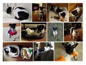 Happy Tail: Franklin (formerly Freckles) 1