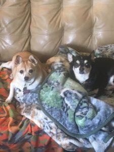 Happy Tail: Georgie 1