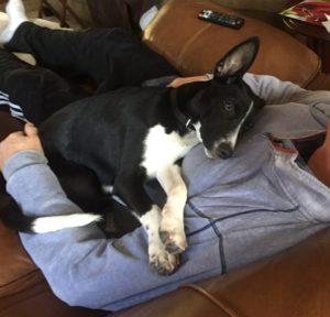Happy Tail: Klein 1