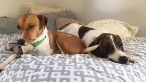 Happy Tail: Jordan Jubilee 1
