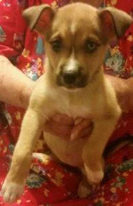 Happy Tail: Iris (formerly Caberet) 2 Happy Tail: Iris (formerly Caberet) 1