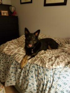 Happy Tails: Nemo 1