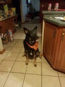Happy Tails: Nemo 3