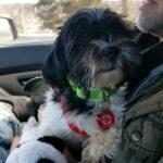 Happy Tails: Mugzy (formerly McRae) 6 Happy Tails: Mugzy (formerly McRae) 5
