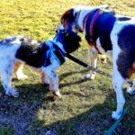 Happy Tails: Mugzy (formerly McRae) 4 Happy Tails: Mugzy (formerly McRae) 3