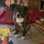 Happy Tails: Reese (formerly Pebbles) 2 Happy Tails: Reese (formerly Pebbles) 1