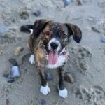 Happy Tails: Reese (formerly Pebbles) 4 Happy Tails: Reese (formerly Pebbles) 3