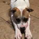 Happy Tails: Dodger 1