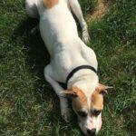 Happy Tails: Dodger 5