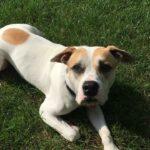 Happy Tails: Dodger 7