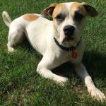 Happy Tails: Dodger 9