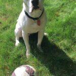 Happy Tails: Dodger 11