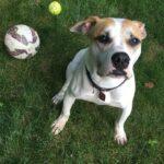 Happy Tails: Dodger 3