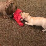Happy Tails: Izzy (formerly Lilly) 1
