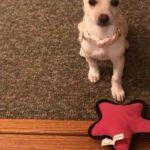 Happy Tails: Izzy (formerly Lilly) 3