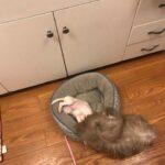 Happy Tails: Izzy (formerly Lilly) 5