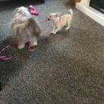 Happy Tails: Izzy (formerly Lilly) 7