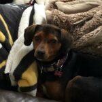 Happy Tails: Ozzie 4 Happy Tails: Ozzie 3