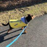 Happy Tails: Ozzie 8 Happy Tails: Ozzie 7