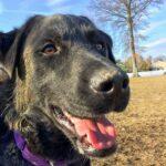 Happy Tails: Ollie (formerly Kassidy Kid) 2 Happy Tails: Ollie (formerly Kassidy Kid) 1