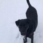 Happy Tails: Ollie (formerly Kassidy Kid) 6 Happy Tails: Ollie (formerly Kassidy Kid) 5