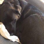 Happy Tails: Ollie (formerly Kassidy Kid) 4 Happy Tails: Ollie (formerly Kassidy Kid) 3