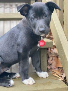 HAPPY TAILS: MAUI (FKA:SOLSTICE WINTER) 5