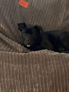 HAPPY TAILS: MAUI (FKA:SOLSTICE WINTER) 7