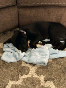 HAPPY TAILS: MAUI (FKA:SOLSTICE WINTER) 9
