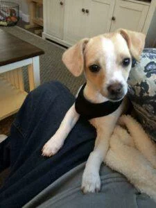HAPPY TAILS: NOLI (FKA:GILLIE MILLIE) 3