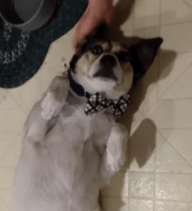 HAPPY TAILS: WYNTON CHENIER (FKA: JAY JACKSON) 4 HAPPY TAILS: WYNTON CHENIER (FKA: JAY JACKSON) 3