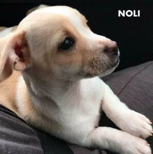 HAPPY TAILS: NOLI (FKA:GILLIE MILLIE) 7