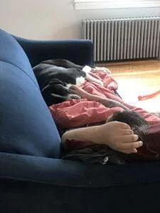 HAPPY TAILS:MOONEY (FKA:DOCK BEACH) 3