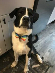 HAPPY TAILS:MOONEY (FKA:DOCK BEACH) 7