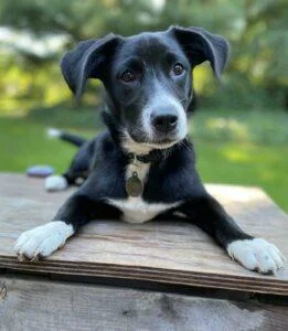 HAPPY TAILS: RUTABAGA (FKA:SANSA STARK) 1