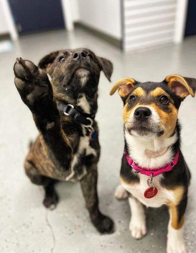 Since the COVID-19 pandemic started, we have done a tremendous job pivoting to accommodate the new world dynamics, but over the last six months, we've seen an unprecedented reduction in adoption and foster applications...but the dogs who need our help keep coming!