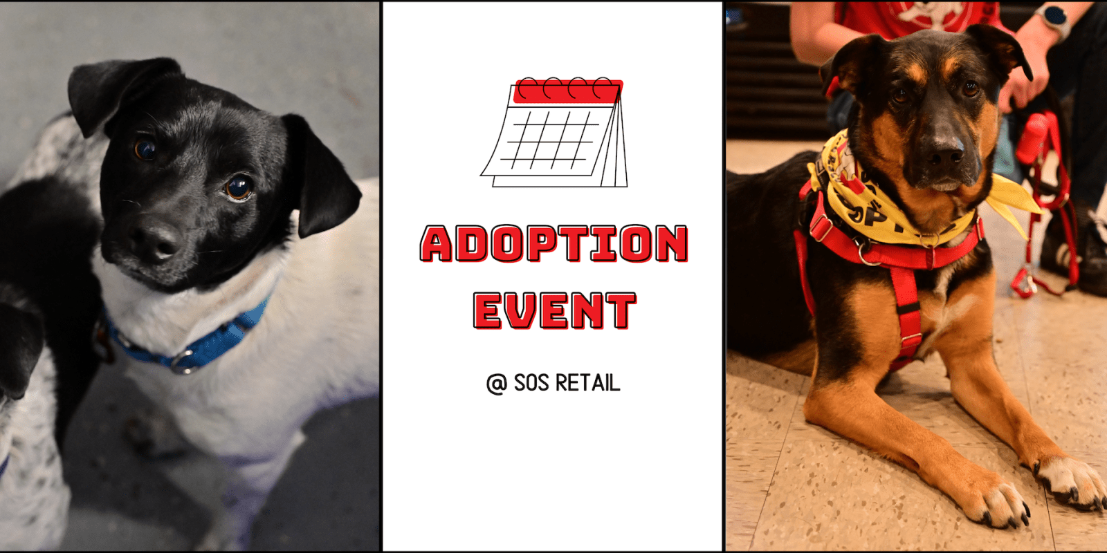 adoption event