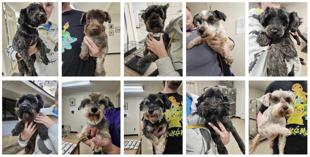 It’s Raining Schnauzers 1