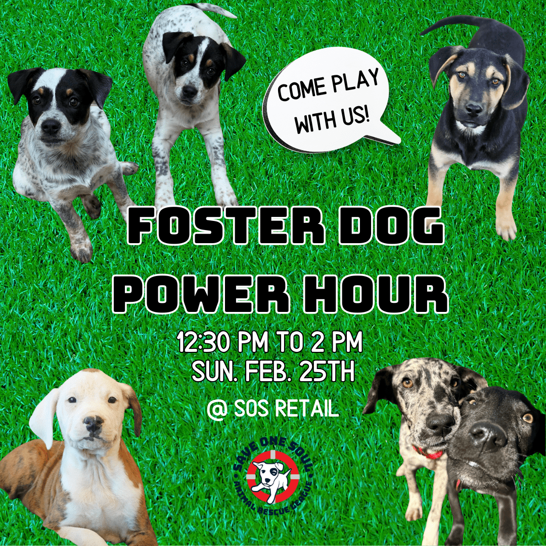 FOSTER DOG POWER HOURS Instagram Post Square 2