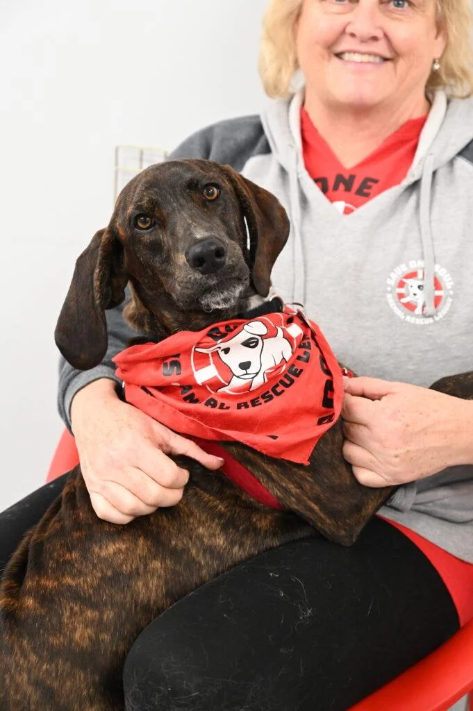 A woman wearing a gray hoodie and red shirt is holding a large black and brown dog with a red bandana that has a logo on it. The dog is looking at the camera while sitting comfortably on the woman's lap. Both appear to be indoors.