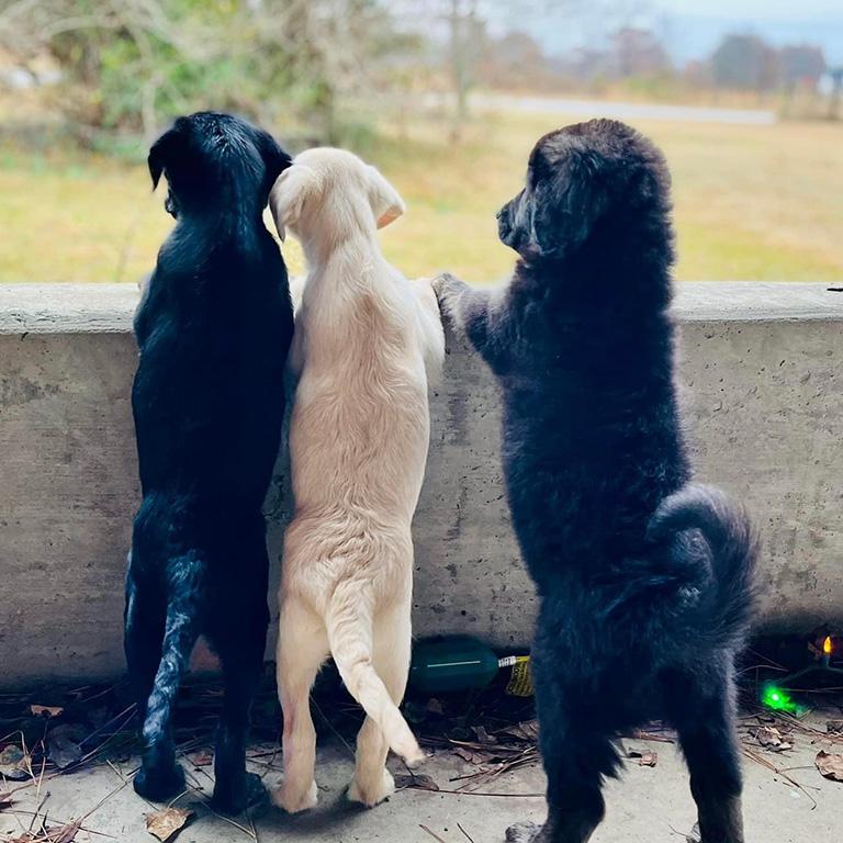 Who We Are 3 Puppies Looking out at the world