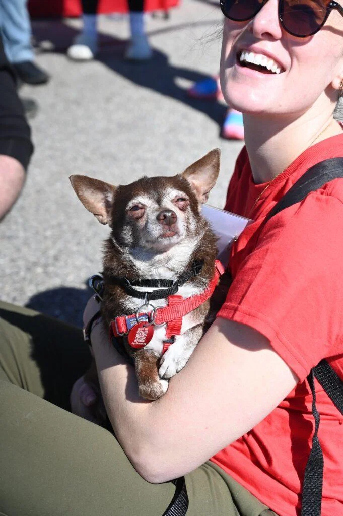 A person wearing sunglasses and a red shirt, seated outdoors on a sunny day, holds a small brown and white chihuahua. The chihuahua, in a red harness, squints in the sunlight, while the person smiles broadly.