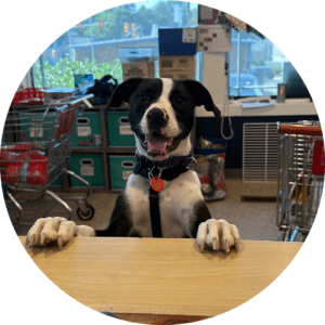 Our Partners 7 A black and white dog stands on its hind legs with front paws resting on a counter. The dog has a joyful expression with mouth open and ears perked up. In the background, there are shopping carts and shelves with bins. The image is enclosed in a circular frame.
